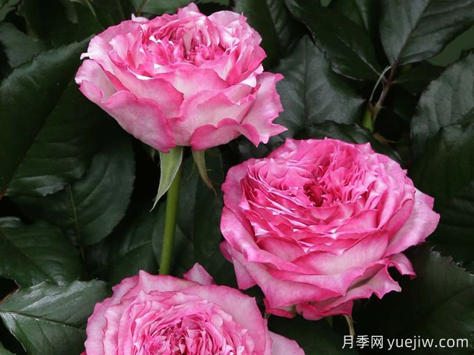 乡村女郎月季/乡村女士(图1)