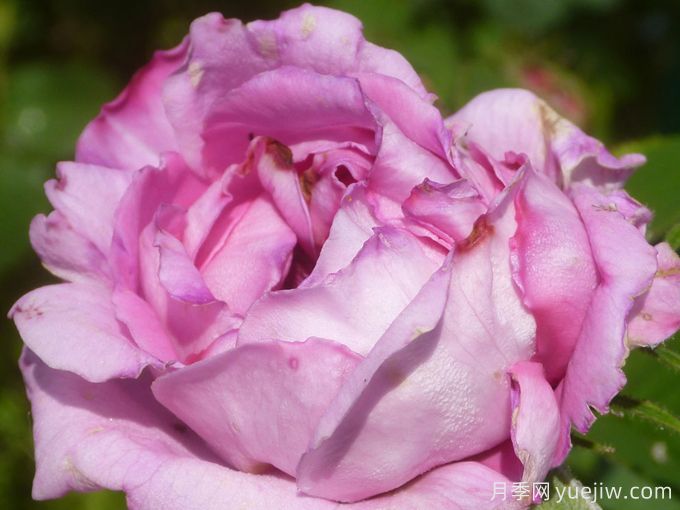 剑桥公爵月季(图2) 剑桥公爵月季(图2)