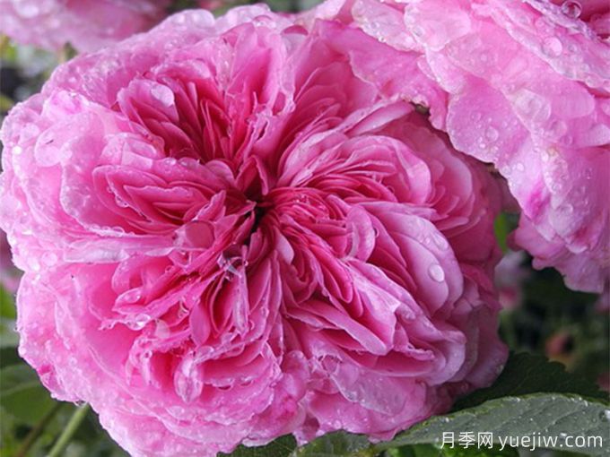 剑桥公爵月季(图1) 剑桥公爵月季(图1)