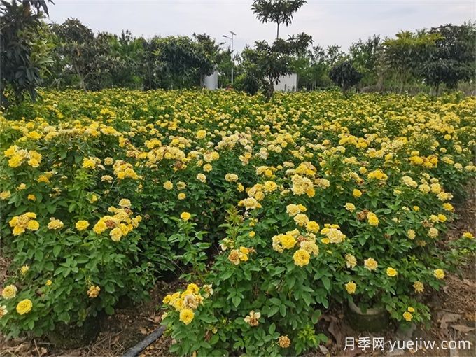 月季哪个季节种植最容易活？春夏秋冬移栽月季指南(图2)