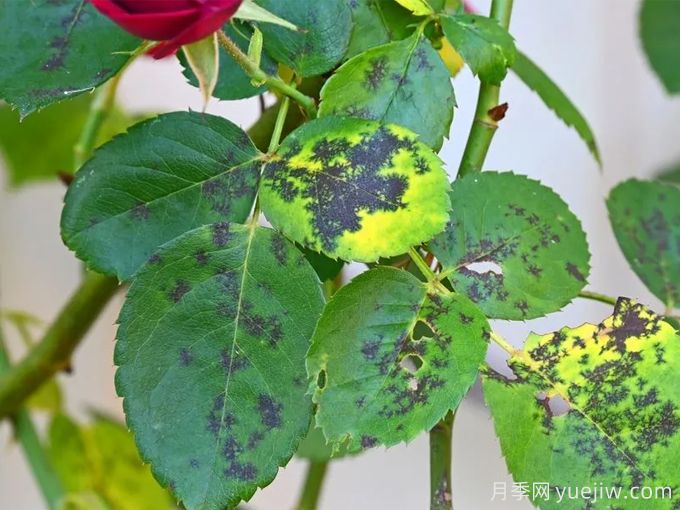 月季病虫害危害排行榜!(图2) 月季病虫害危害排行榜!(图2)