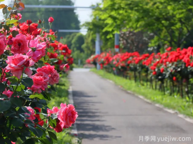 宜昌市董市镇，月季绽放月季小镇(图3)