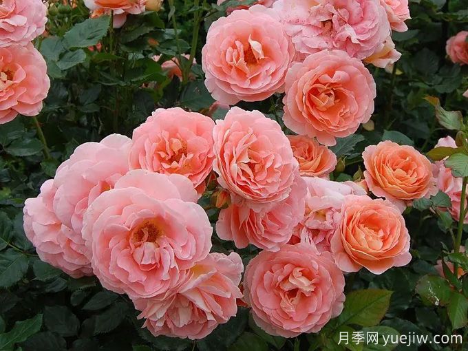 博尼塔文艺复兴月季/伯尼塔月季(图2)