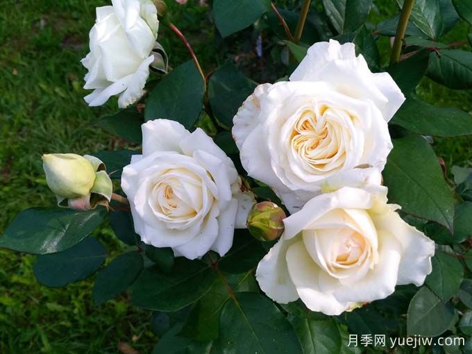 克劳斯达尔比月季/宁静(图3) 克劳斯达尔比月季/宁静(图3)