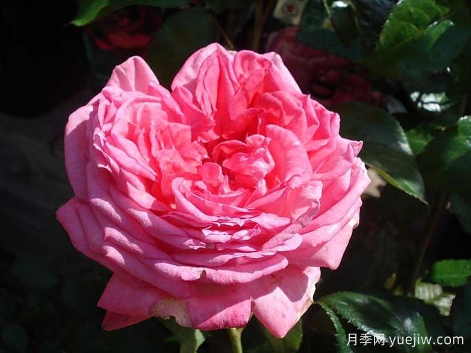 莫利纳尔玫瑰月季/莫利纳之花(图1)