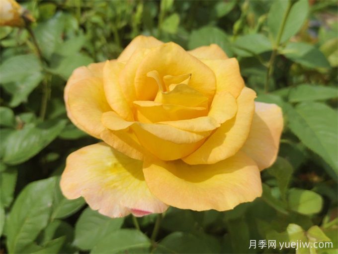 澳洲黄金月季(图1)