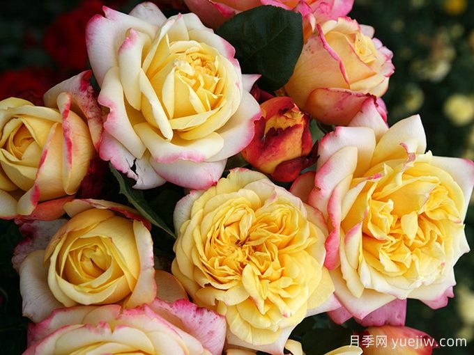 科德斯庆典月季(图2)