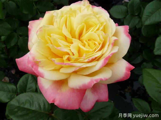 科德斯庆典月季(图5)