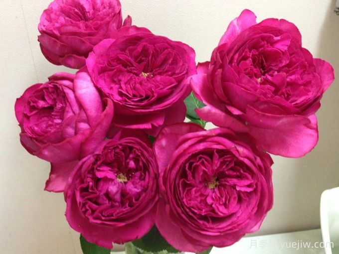 红宝石伯爵月季/伊芙红宝石(图2) 红宝石伯爵月季/伊芙红宝石(图2)