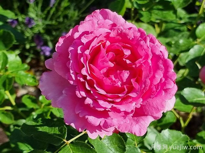 伊芙伯爵月季/皮亚格特(图4)