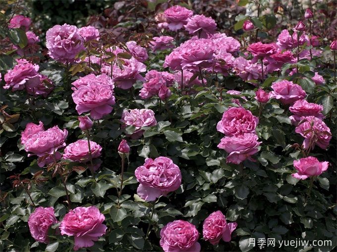 伊芙伯爵月季/皮亚格特(图5)