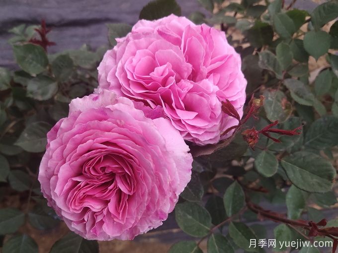 禁忌感官月季/恋上香水花园(图2)