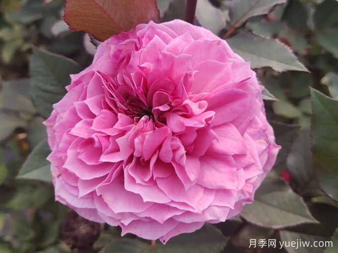 禁忌感官月季/恋上香水花园(图1)