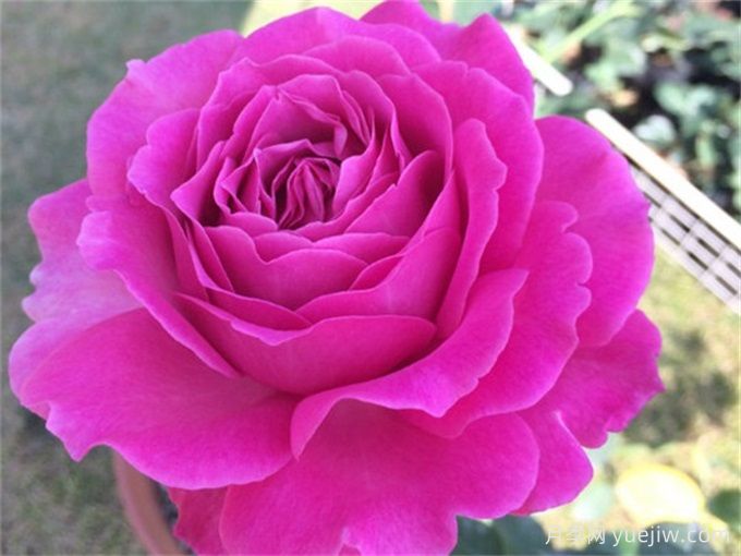伊芙蓝宝石月季(图1) 伊芙蓝宝石月季(图1)