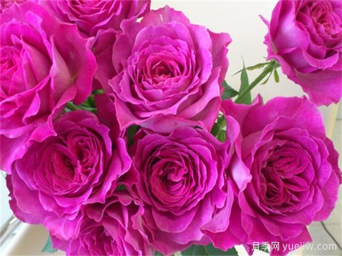 伊芙蓝宝石月季(图2) 伊芙蓝宝石月季(图2)