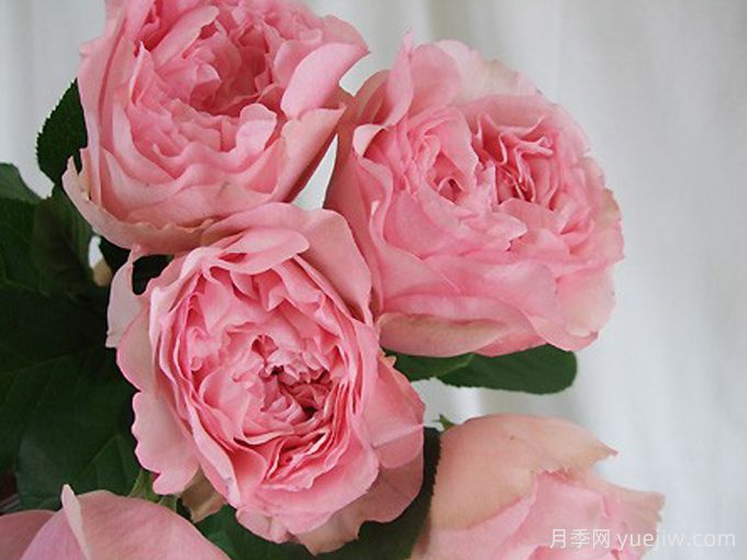 伊芙口红诱惑月季(图1) 伊芙口红诱惑月季(图1)