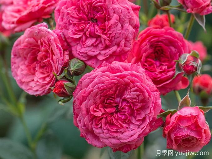 咿咿呀呀月季(图1) 咿咿呀呀月季(图1)