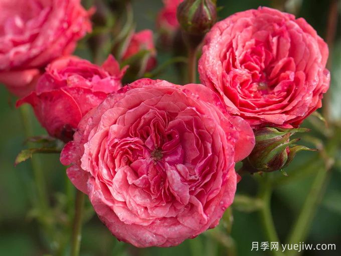 咿咿呀呀月季(图3) 咿咿呀呀月季(图3)