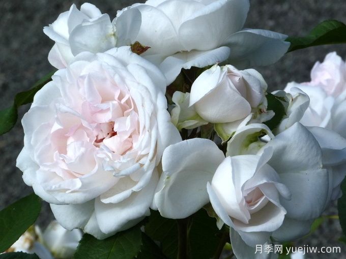 伊维奇月季/含羞蓓蕾/玫瑰腮红(图2) 伊维奇月季/含羞蓓蕾/玫瑰腮红(图2)