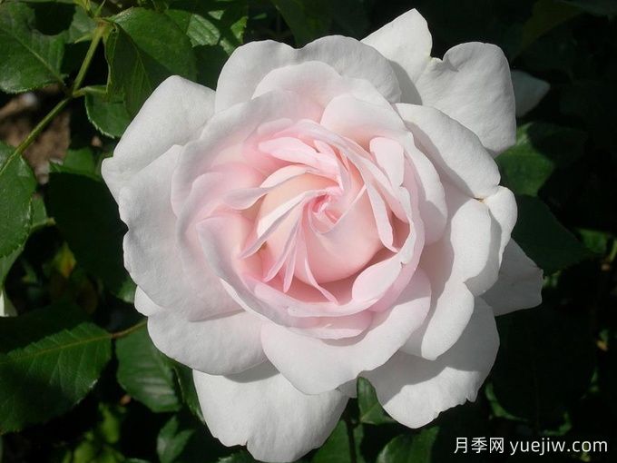 伊维奇月季/含羞蓓蕾/玫瑰腮红(图1) 伊维奇月季/含羞蓓蕾/玫瑰腮红(图1)