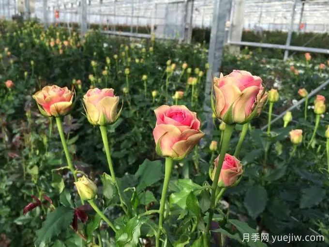 伊希斯经典月季(图1) 伊希斯经典月季(图1)