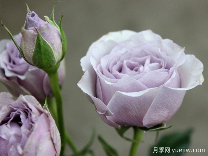 银魅月季(图1) 银魅月季(图1)