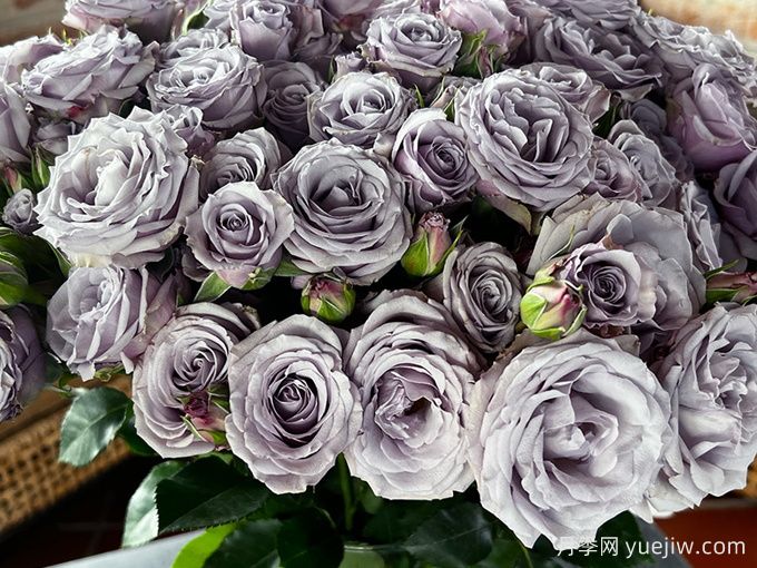 银魅月季(图2) 银魅月季(图2)