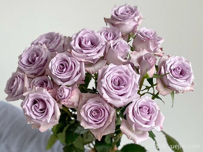 银魅月季(图3) 银魅月季(图3)