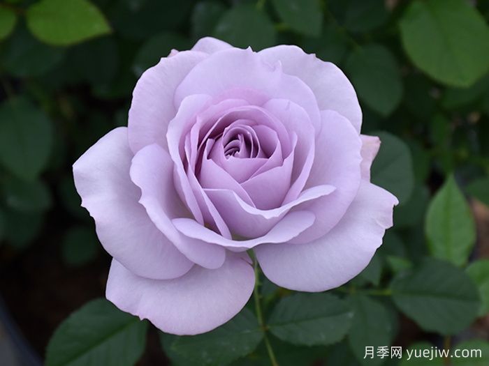 银线月季/银线希望/银色衬里(图1) 银线月季/银线希望/银色衬里(图1)