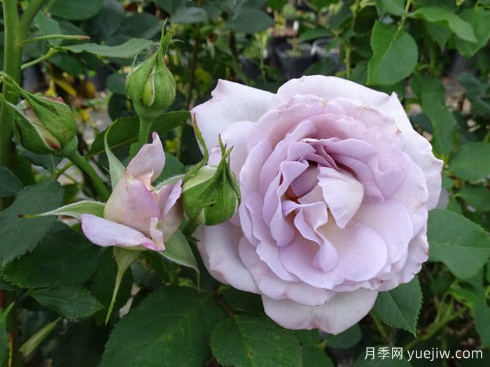 银线月季/银线希望/银色衬里(图2) 银线月季/银线希望/银色衬里(图2)