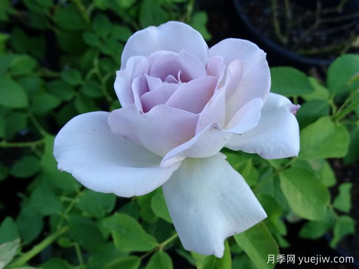 银线月季/银线希望/银色衬里(图3) 银线月季/银线希望/银色衬里(图3)