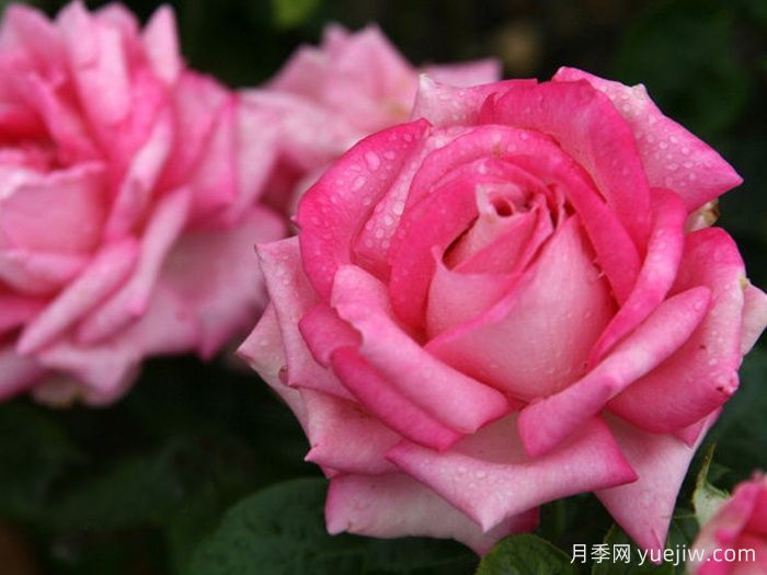 银线月季/一线希望(图2) 银线月季/一线希望(图2)