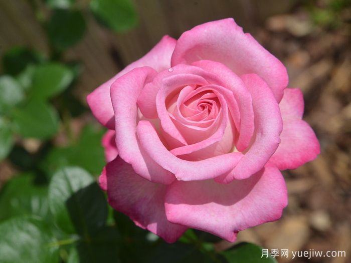 银线月季/一线希望(图1) 银线月季/一线希望(图1)