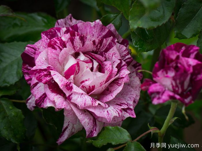 紫虎月季/胭脂虎/黑龙(图1)