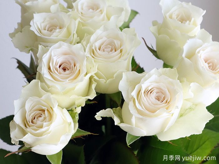 赞颂月季/大致敬(图2) 赞颂月季/大致敬(图2)