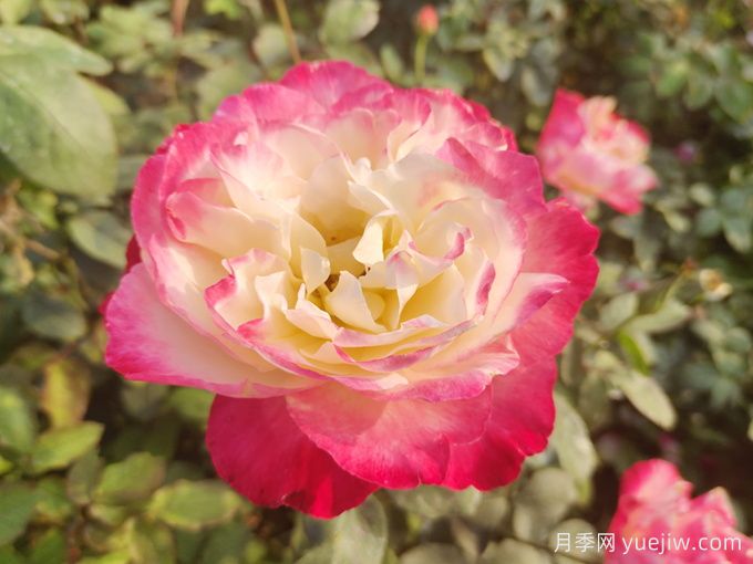 推荐13款香水月季品种,香味浓郁是真香(图1) 推荐13款香水月季品种,香味浓郁是真香(图1)