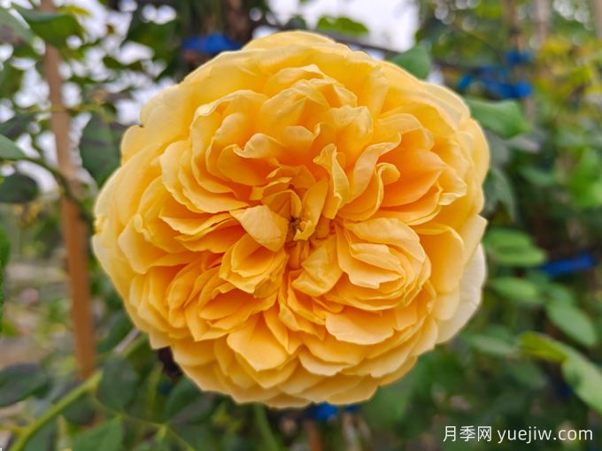 推荐13款香水月季品种,香味浓郁是真香(图3) 推荐13款香水月季品种,香味浓郁是真香(图3)