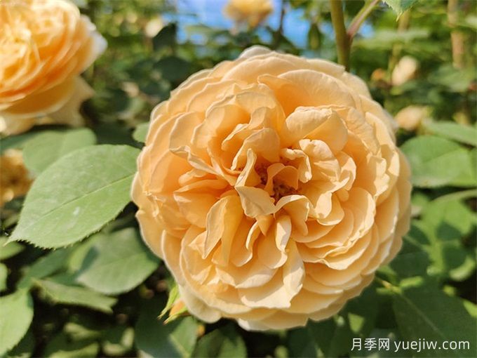 推荐13款香水月季品种,香味浓郁是真香(图4) 推荐13款香水月季品种,香味浓郁是真香(图4)