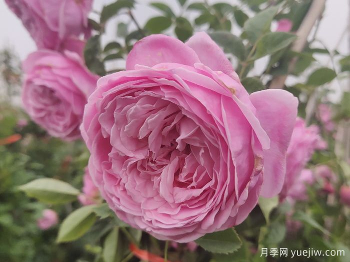 推荐13款香水月季品种,香味浓郁是真香(图6) 推荐13款香水月季品种,香味浓郁是真香(图6)