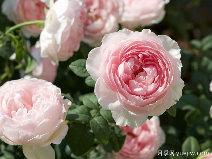 玉环鸣月季(图4)