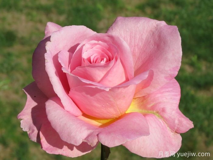 蒂芙尼月季/蒂凡尼(图1)