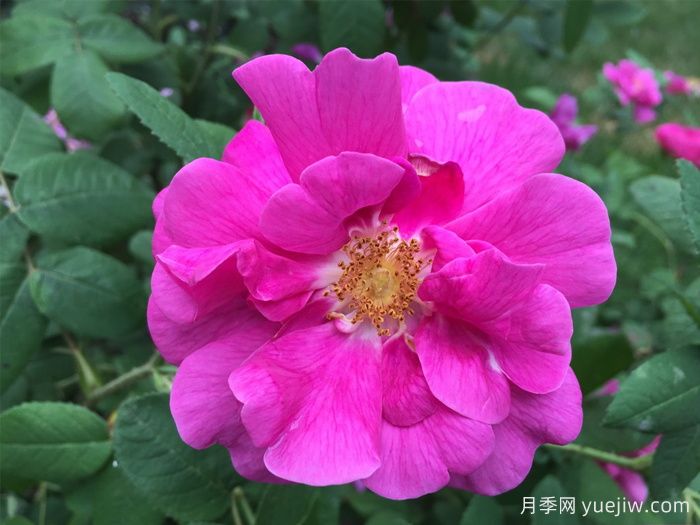 法国蔷薇月季/高卢红/药剂师玫瑰(图2)
