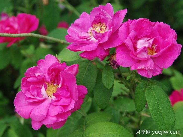 法国蔷薇月季/高卢红/药剂师玫瑰(图3)