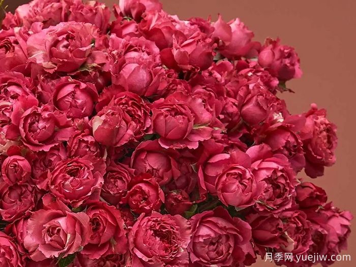 樱桃朱莉塔月季/樱桃朱丽叶塔(图1) 樱桃朱莉塔月季/樱桃朱丽叶塔(图1)