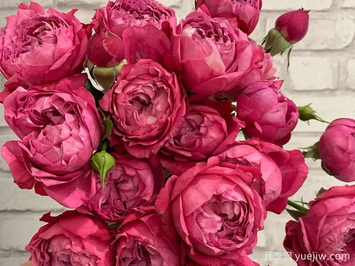 樱桃朱莉塔月季/樱桃朱丽叶塔(图2) 樱桃朱莉塔月季/樱桃朱丽叶塔(图2)