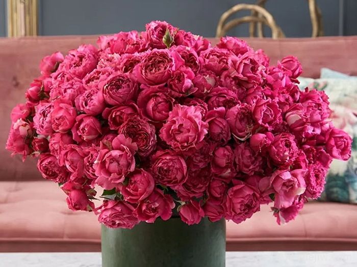 樱桃朱莉塔月季/樱桃朱丽叶塔(图3) 樱桃朱莉塔月季/樱桃朱丽叶塔(图3)