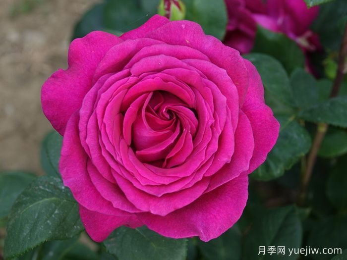 大紫光月季/大紫袍(图1)