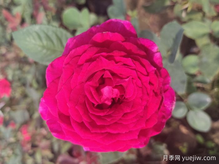 大紫光月季/大紫袍(图4)