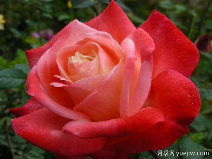 丹顶月季(图2)