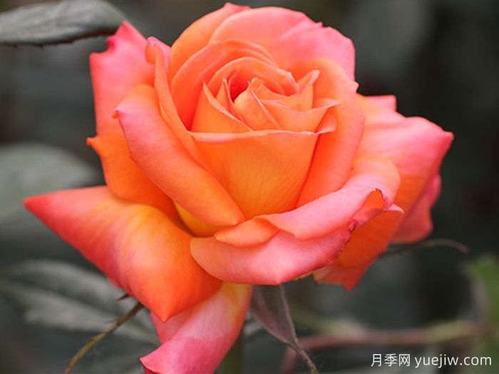 东方之子月季(图1)